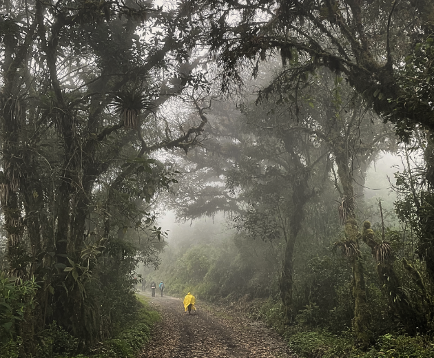 Tour Aventura en el Bosque Nublado