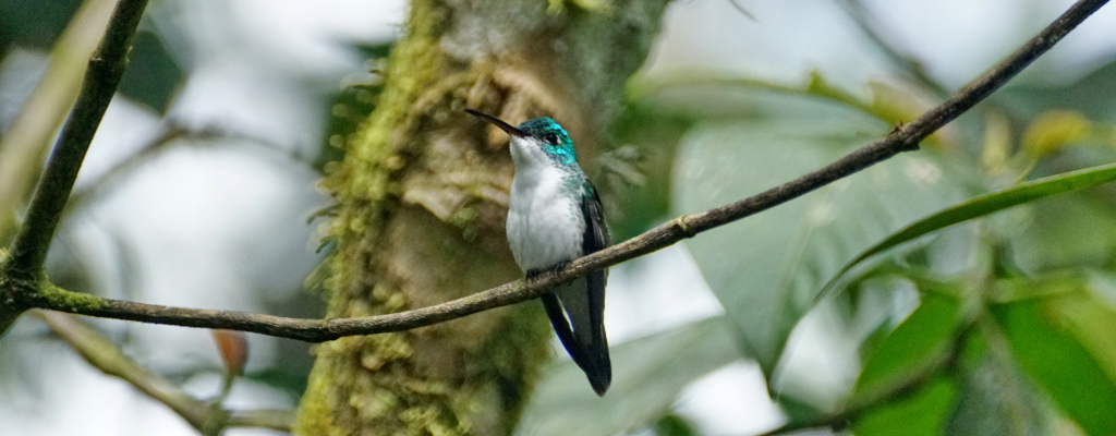 Tour Observación de Aves